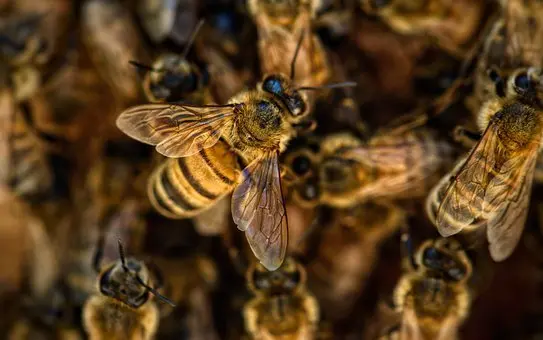 Feral Honey Bee Eradication