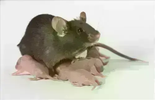 Mice -Extermination--in-Graham-Florida-Mice-Extermination-0973-image