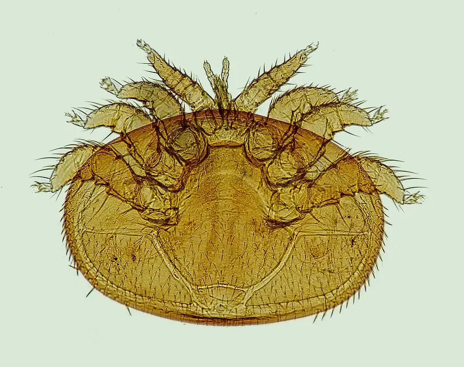Mite -Treatments--in-Hollister-Florida-Mite-Treatments-13534-image