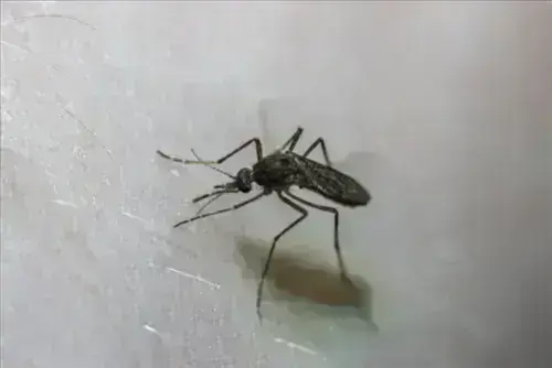 Mosquito -Control--in-Graham-Florida-Mosquito-Control-39494-image