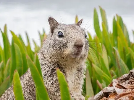 Rodent-Exclusion--in-Pomona-Park-Florida-Rodent-Exclusion-54670-image