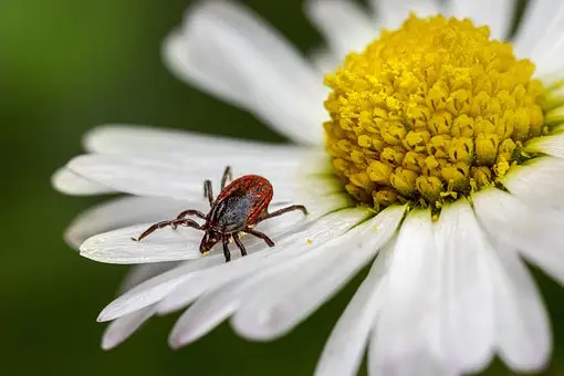 Tick-Treatments--in-Glen-Saint-Mary-Florida-Tick-Treatments-22518-image