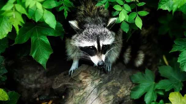 Wildlife-Exclusion--in-Crescent-City-Florida-Wildlife-Exclusion-4663-image