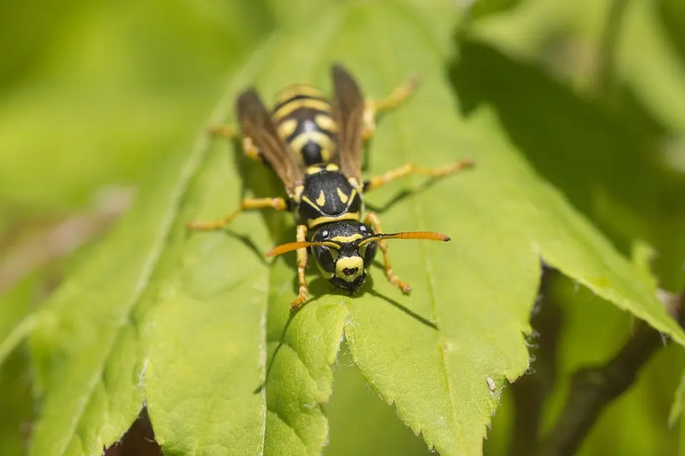 Yellow-Jacket-Elimination--in-Hollister-Florida-Yellow-Jacket-Elimination-18856-image