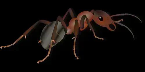 Ant Control | Orange Park Pest Control