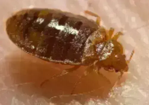 Bed Bug Extermination