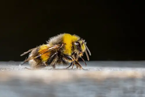Bee Elimination