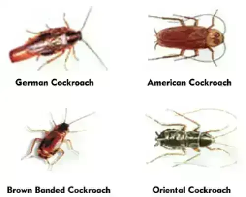 Cockroach Extermination