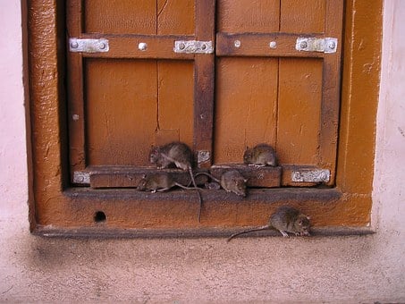 Disinfection-After-Rodent-Or-Wildlife-Infestation--in-Fernandina-Beach-Florida-disinfection-after-rodent-or-wildlife-infestation-fernandina-beach-florida.jpg-image