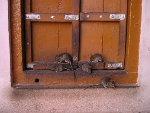 Disinfection After Rodent Or Wildlife Infestation