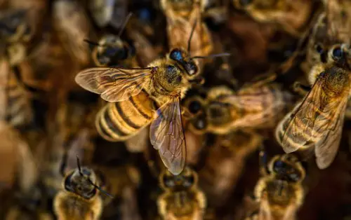 Feral Honey Bee Eradication | Orange Park Pest Control