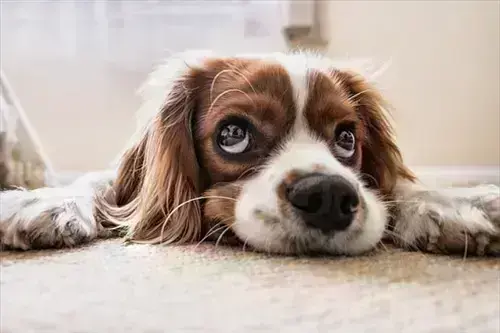 Flea Removal
