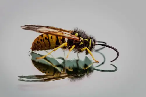 Hornet Elimination | Orange Park Pest Control
