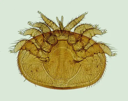 Mite-Treatments--in-Bryceville-Florida-mite-treatments-bryceville-florida.jpg-image