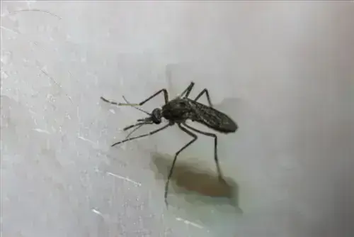 Mosquito-Control--in-Jacksonville-Florida-mosquito-control-jacksonville-florida.jpg-image