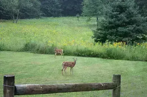 Nuisance Wildlife Control