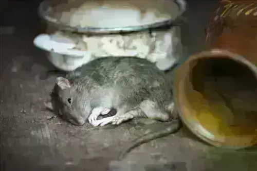 Rat Control