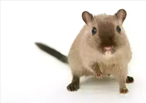 Rodent-Control--in-Hilliard-Florida-rodent-control-hilliard-florida.jpg-image