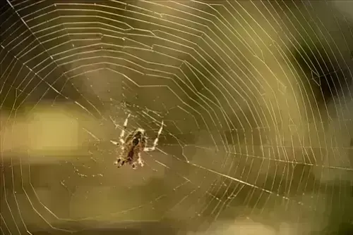 Spider-Removal--in-Keystone-Heights-Florida-spider-removal-keystone-heights-florida.jpg-image