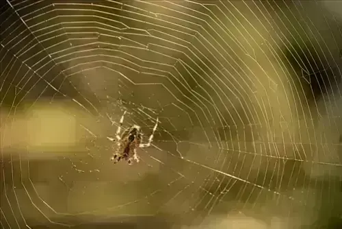 Spider Removal | Orange Park Pest Control
