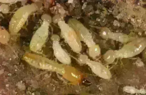 Termite -Treatment--in-Atlantic-Beach-Florida-termite-treatment-atlantic-beach-florida.jpg-image