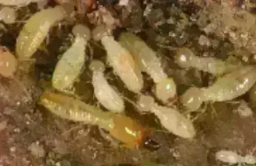 Termite -Treatment--in-Jacksonville-Beach-Florida-termite-treatment-jacksonville-beach-florida.jpg-image