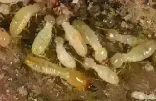 Termite -Treatment--in-Neptune-Beach-Florida-termite-treatment-neptune-beach-florida.jpg-image