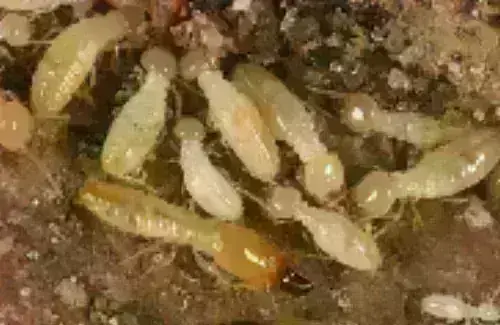 Termite -Treatment--in-Nocatee-Florida-termite-treatment-nocatee-florida.jpg-image