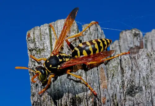 Wasp Elimination
