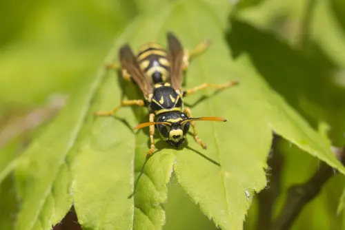 Yellow-Jacket-Elimination--in-Bryceville-Florida-yellow-jacket-elimination-bryceville-florida.jpg-image